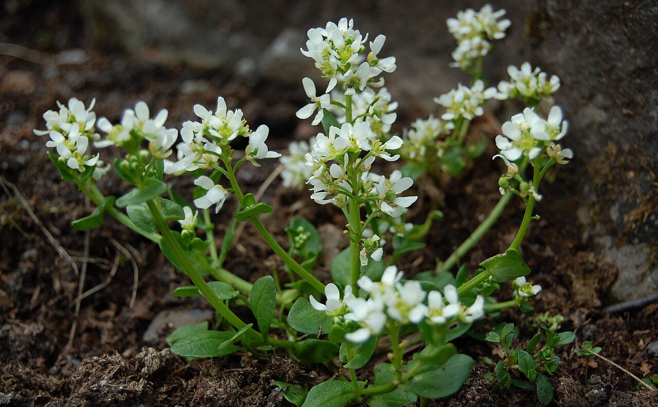 Tatra scurvy-grass: Cochlearia tatrae