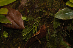 Cochlidium linearifolium (Cochlidium linearifolium)