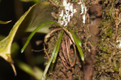Cochlidium linearifolium (Cochlidium linearifolium)