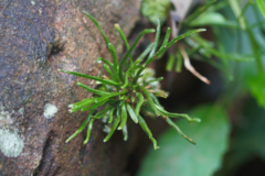 Cochlidium linearifolium (Cochlidium linearifolium)