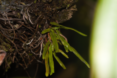 Cochlidium linearifolium (Cochlidium linearifolium)