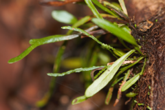 Cochlidium linearifolium (Cochlidium linearifolium)