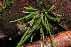 Cochlidium linearifolium (Cochlidium linearifolium)