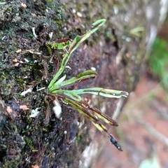 Cochlidium linearifolium (Cochlidium linearifolium)