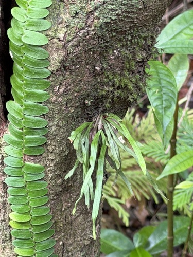 Tree snailfern (Cochlidium seminudum)