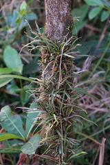 Tree snailfern (Cochlidium seminudum)