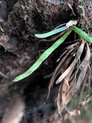 Tree snailfern (Cochlidium seminudum)
