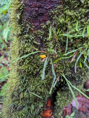 Tree snailfern (Cochlidium seminudum)