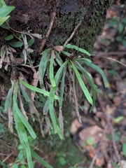 Tree snailfern (Cochlidium seminudum)
