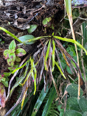 Tree snailfern (Cochlidium seminudum)