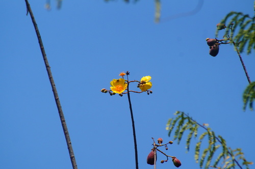 Silk cottontree