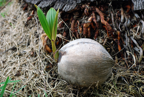 Coconut (Cocos nucifera)