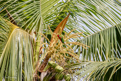 Coconut (Cocos nucifera)