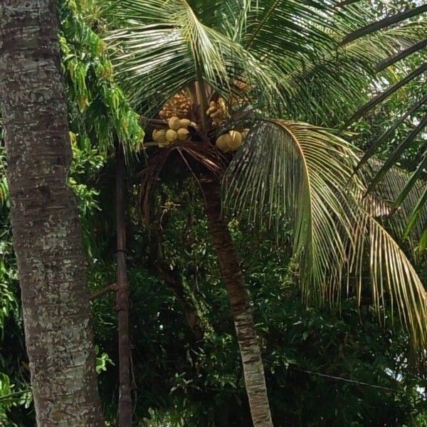 Coconut (Cocos nucifera)