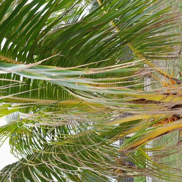 Coconut (Cocos nucifera)