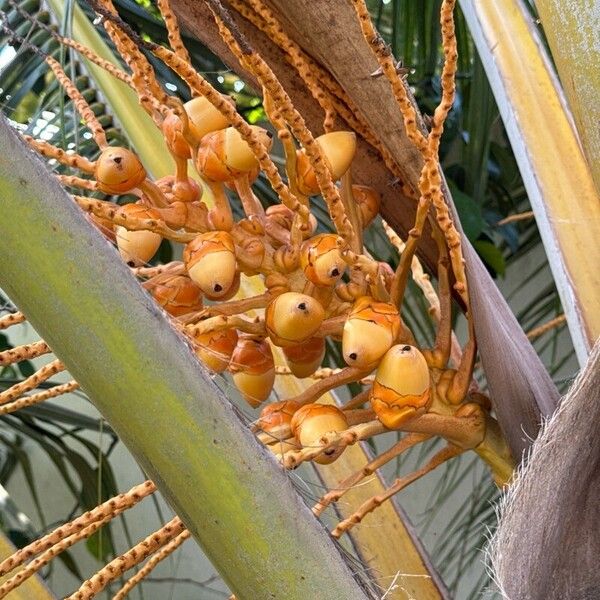 Coconut (Cocos nucifera)