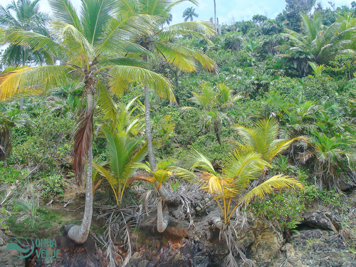 Coconut (Cocos nucifera)