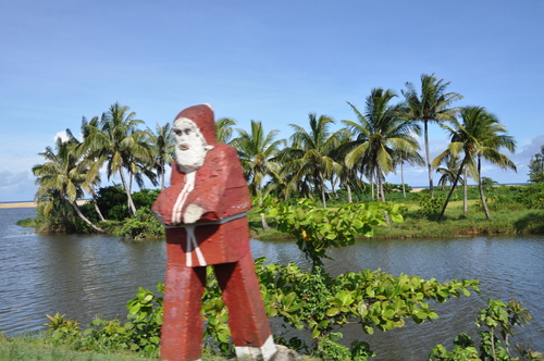 Coconut (Cocos nucifera)