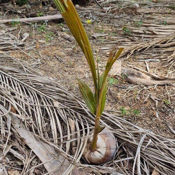 Coconut (Cocos nucifera)