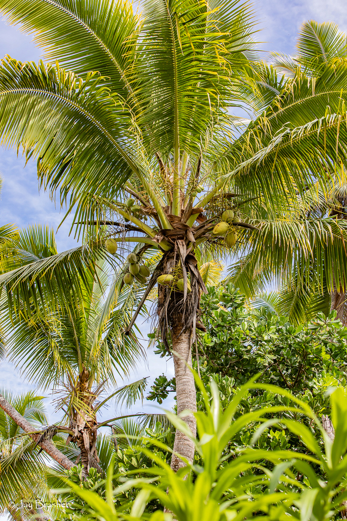 Coconut (Cocos nucifera)