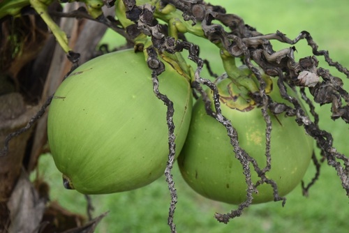 Coconut (Cocos nucifera)
