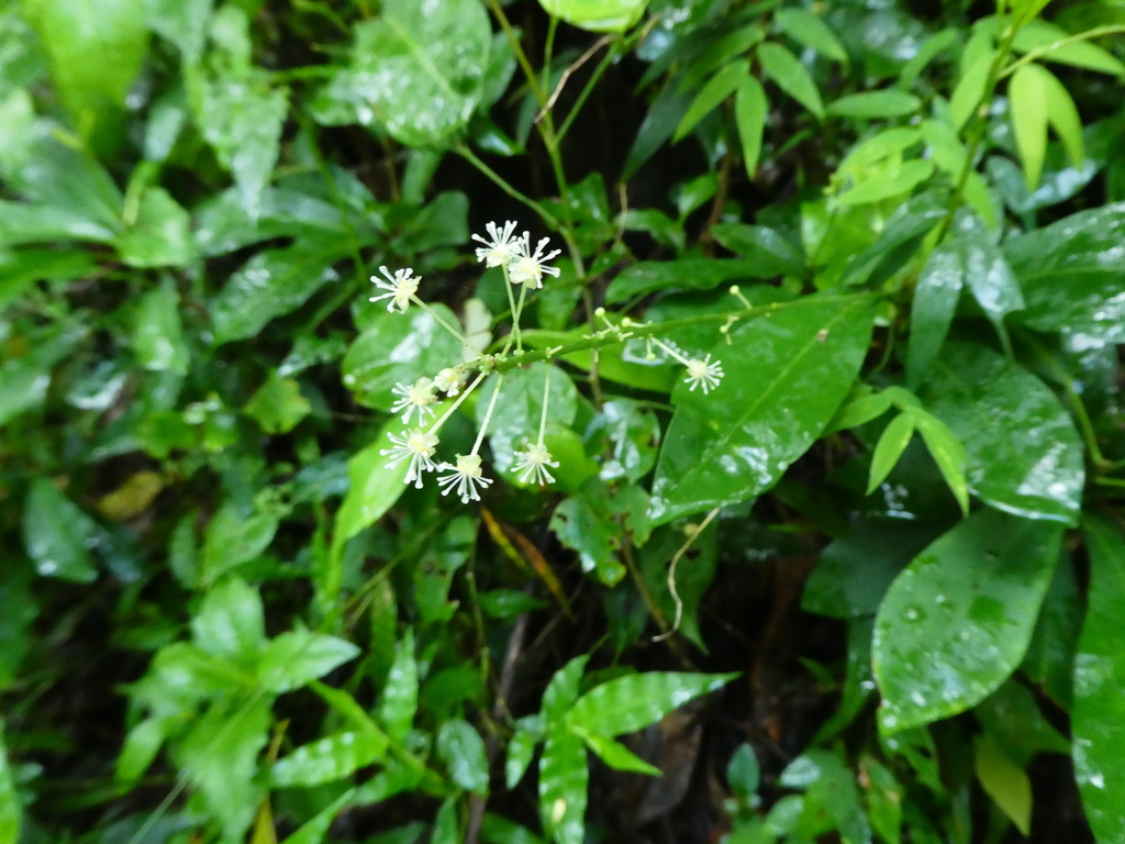 Garden croton (Codiaeum variegatum)