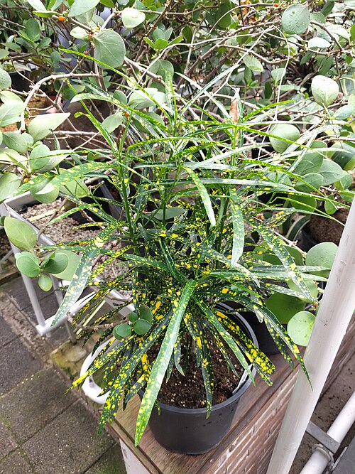 Garden croton: Codiaeum variegatum in Botanical garden, Leiden