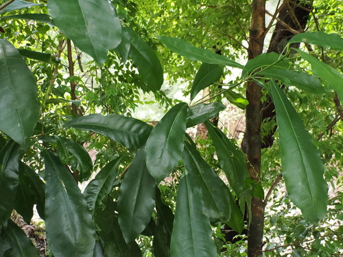 Garden croton (Codiaeum variegatum)