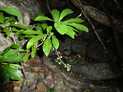 Garden croton (Codiaeum variegatum)