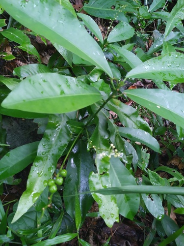 Garden croton (Codiaeum variegatum)