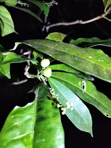 Garden croton (Codiaeum variegatum)