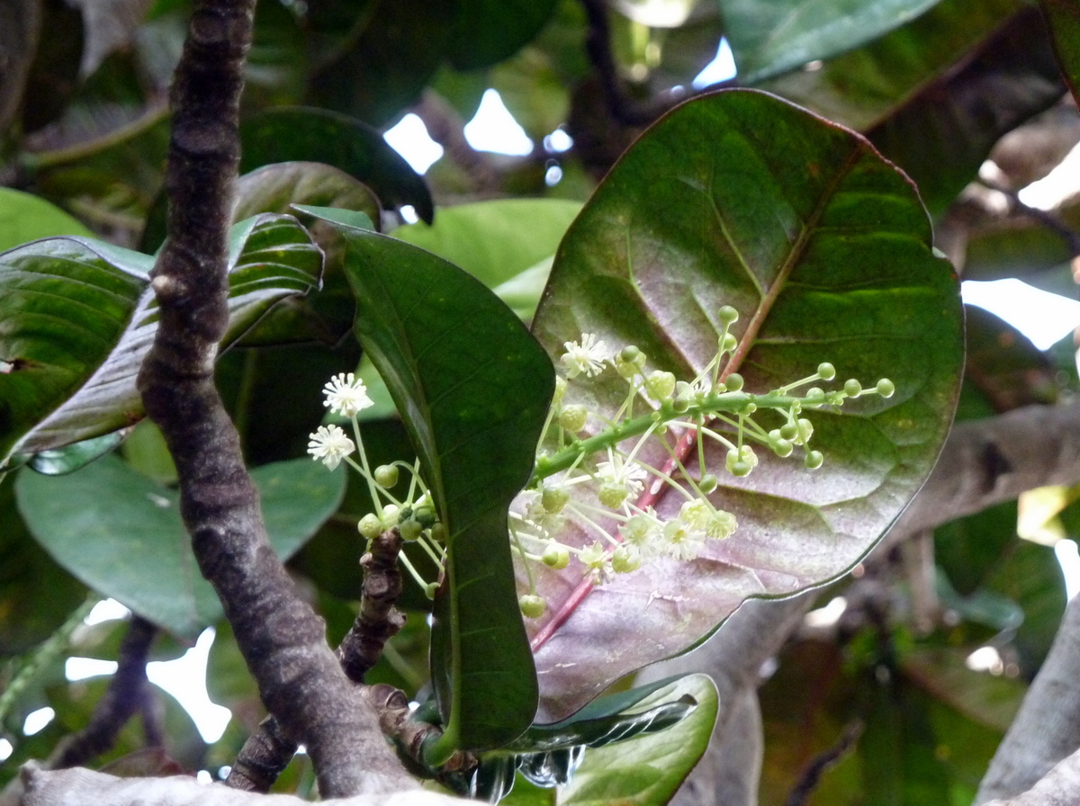 Garden croton: Euphorbiaceae