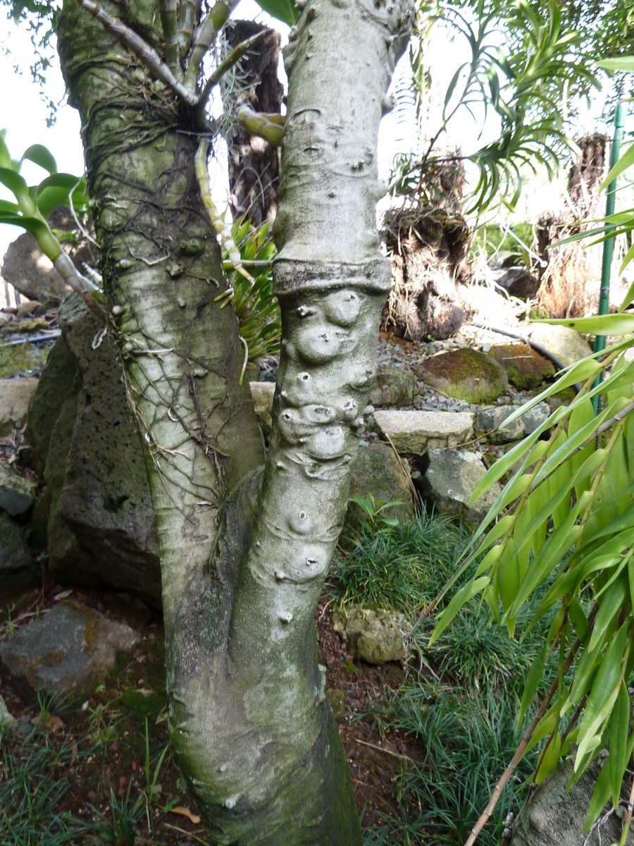 Garden croton: Euphorbiaceae
