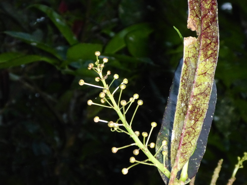 Garden croton (Codiaeum variegatum)