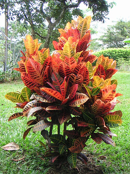 Garden croton: Codiaeum variegatum , Euphorbiaceae, Cali / Kolumbien