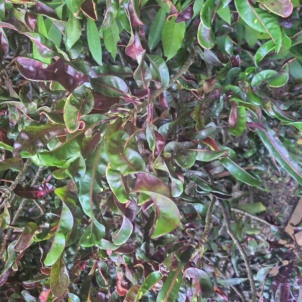 Garden croton (Codiaeum variegatum)