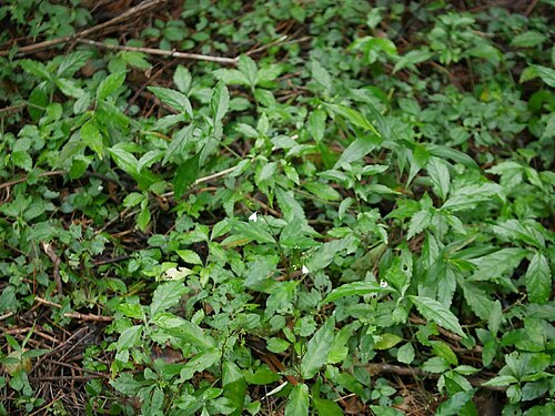 Codonacanthus pauciflorus: 2018/12/30 沖縄本島：Okinawa Island, Japan