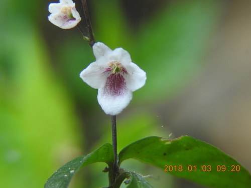 Codonacanthus pauciflorus (Codonacanthus pauciflorus)