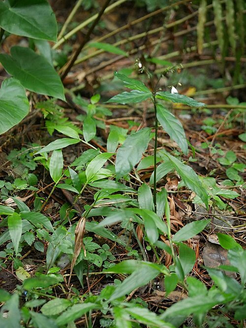 Codonacanthus pauciflorus: 2018/12/30 沖縄本島：Okinawa Island, Japan