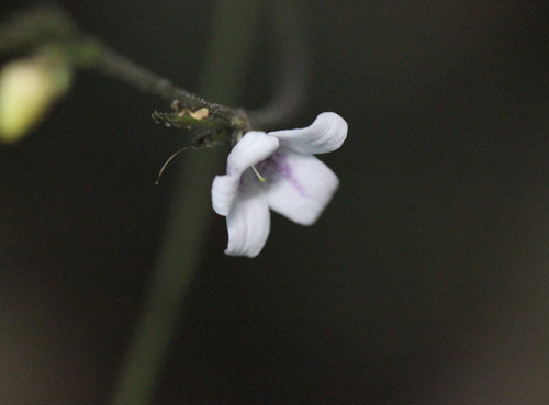 Codonacanthus pauciflorus (Codonacanthus pauciflorus)