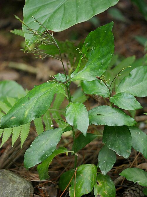 Codonacanthus pauciflorus: 2018/12/30 沖縄本島：Okinawa Island, Japan