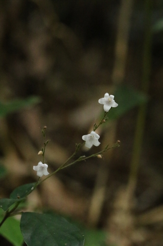 Codonacanthus pauciflorus (Codonacanthus pauciflorus)