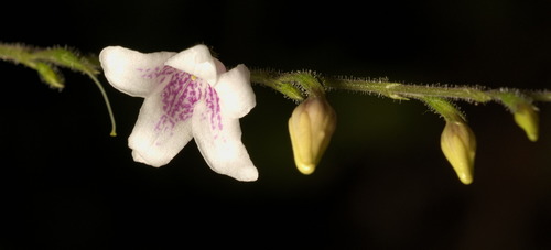 Codonacanthus pauciflorus (Codonacanthus pauciflorus)
