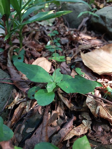 Codonacanthus pauciflorus (Codonacanthus pauciflorus)