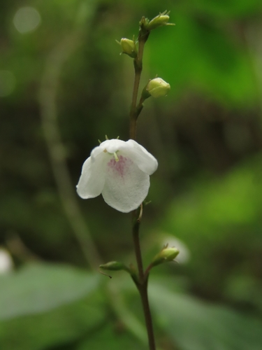 Codonacanthus pauciflorus (Codonacanthus pauciflorus)