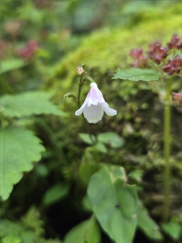 Codonacanthus pauciflorus (Codonacanthus pauciflorus)