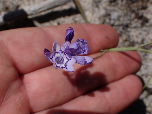 Blue cabong (Codonorhiza corymbosa)