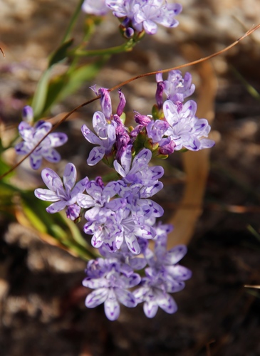 Blue cabong (Codonorhiza corymbosa)