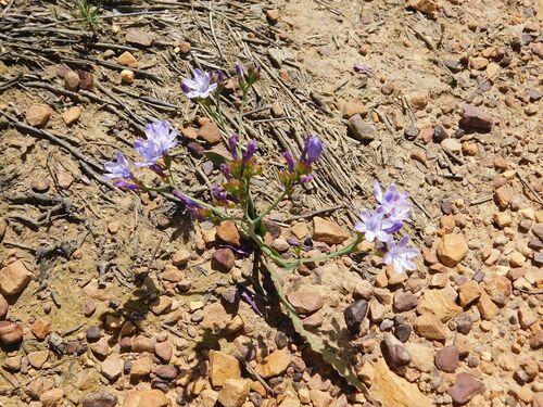 Blue cabong (Codonorhiza corymbosa)