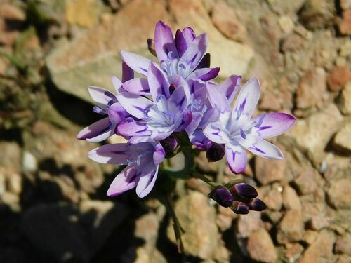 Blue cabong (Codonorhiza corymbosa)